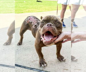 Bulldog-Unknown Mix Dogs for adoption in Mundelein, IL, USA