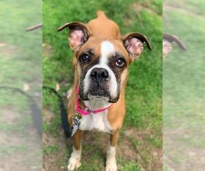 Boxer Dogs for adoption in Boonton, NJ, USA