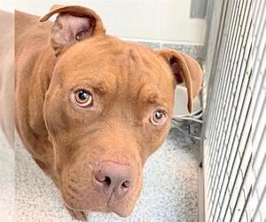 Boxer-Unknown Mix Dogs for adoption in Houston, TX, USA