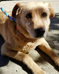 Small Labrador Retriever Mix