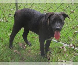 Lab-Pointer Dogs for adoption in Pawtucket, RI, USA