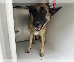 German Shepherd Dog Dogs for adoption in Houston, TX, USA