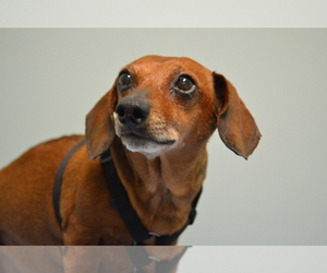 Dachshund Dogs for adoption in Franklin, IN, USA