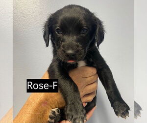 Catahoula Leopard Dog Dogs for adoption in GILBERTS, IL, USA