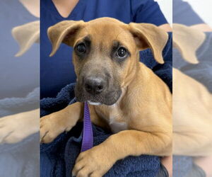 American Pit Bull Terrier Dogs for adoption in San Bernardino, CA, USA