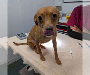 Chihuahua-Unknown Mix Dogs for adoption in Chico, CA, USA
