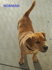 Dachshund-Labrador Retriever Mix Dogs for adoption in Knoxville, IA, USA