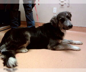 Pyrenees Husky Dogs for adoption in Martinez, CA, USA