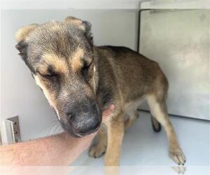 German Shepherd Dog-Unknown Mix Dogs for adoption in Houston, TX, USA