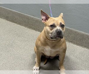 American Pit Bull Terrier-Unknown Mix Dogs for adoption in Las Vegas, NV, USA