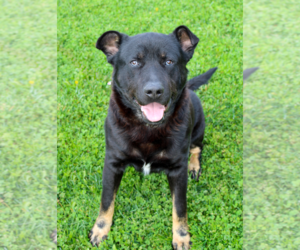 Rottweiler Dogs for adoption in Petaluma, CA, USA