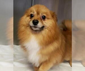 Pomeranian Dogs for adoption in Seaford, DE, USA
