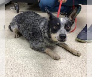 Mutt Dogs for adoption in Riverside, CA, USA