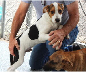 Beagle-Unknown Mix Dogs for adoption in Elmsford, NY, USA