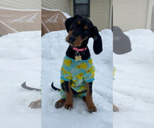 Bluetick Coonhound-Doberman Pinscher Mix Dogs for adoption in Minneaoplis, MN, USA