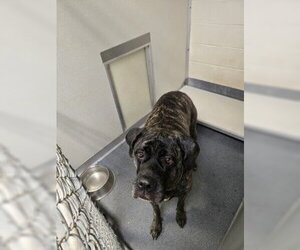 Mutt Dogs for adoption in Glen Allen, VA, USA