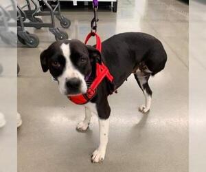 Boston Terrier Dogs for adoption in Opelika, AL, USA