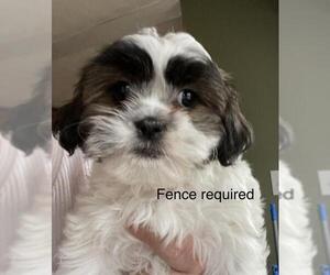 Shih-Poo Dogs for adoption in Hedgesville, WV, USA