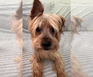 Mutt Dogs for adoption in Cranston, RI, USA