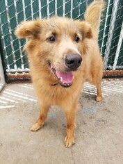 Mutt Dogs for adoption in Sonora, CA, USA