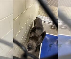 Mutt Dogs for adoption in Woodland, CA, USA