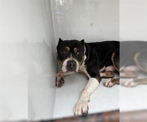 Mutt Dogs for adoption in Houston, TX, USA