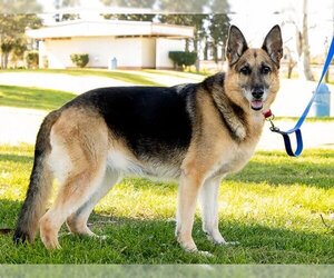 German Shepherd Dog Dogs for adoption in Marina del Rey, CA, USA