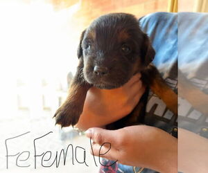 Golden Retriever-Unknown Mix Dogs for adoption in Grafton, WI, USA