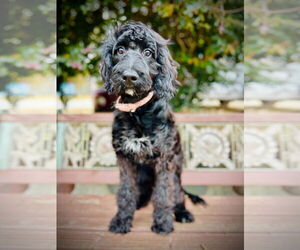 Labradoodle Dogs for adoption in Pacolet, SC, USA