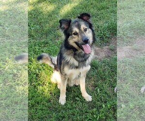 Australian Shepherd-Unknown Mix Dogs for adoption in HOUSTON, TX, USA