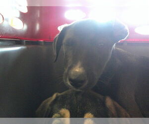 Labrador Retriever-Unknown Mix Dogs for adoption in Ocala, FL, USA