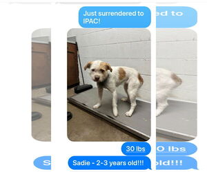 Mutt Dogs for adoption in New Orleans, LA, USA