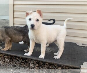 Huskies -Unknown Mix Dogs for adoption in Fenton, MO, USA