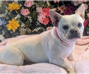 French Bulldog Dogs for adoption in Bon Carbo, CO, USA