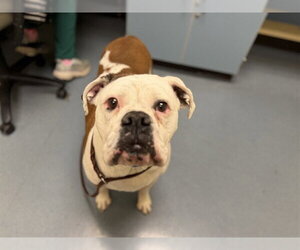 American Bulldog Dogs for adoption in Denver, CO, USA