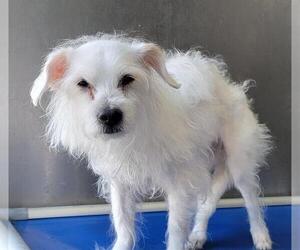 Maltese Dogs for adoption in Downey, CA, USA