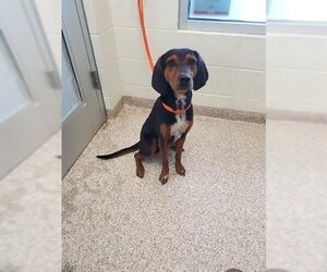 Treeing Walker Coonhound Dogs for adoption in Pueblo, CO, USA