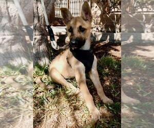 Mutt Dogs for adoption in San Diego, CA, USA