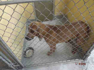 Redbone Coonhound Dogs for adoption in Tulsa, OK, USA