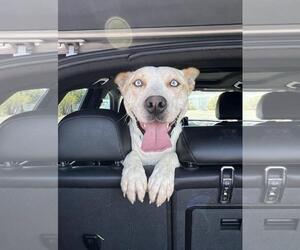 Mutt Dogs for adoption in Incline Village, NV, USA