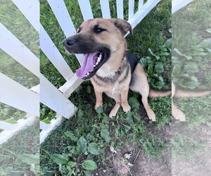 German Shepherd Dog-Unknown Mix Dogs for adoption in Columbus, IN, USA
