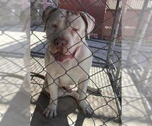 Mutt Dogs for adoption in Redlands, CA, USA