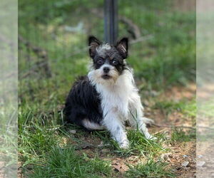 Mutt Dogs for adoption in Vail, AZ, USA