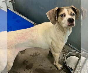 American Foxhound-Boxer Mix Dogs for adoption in Tavares, FL, USA