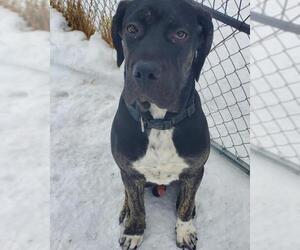 Masti-Bull Dogs for adoption in Brights Grove, Ontario, Canada