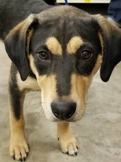 Medium Photo #1 Labrottie Puppy For Sale in Von Ormy, TX, USA