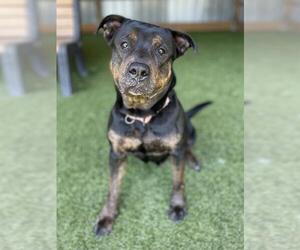 Rottweiler-Unknown Mix Dogs for adoption in Naples, FL, USA