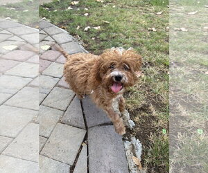 Poodle (Miniature)-Unknown Mix Dogs for adoption in Davis, CA, USA