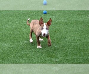 Miniature Bull Terrier-Unknown Mix Dogs for adoption in Murfreesboro, TN, USA