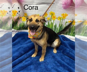 German Shepherd Dog-Unknown Mix Dogs for adoption in Cottageville, WV, USA